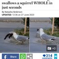 Seagulls are greedy little shits