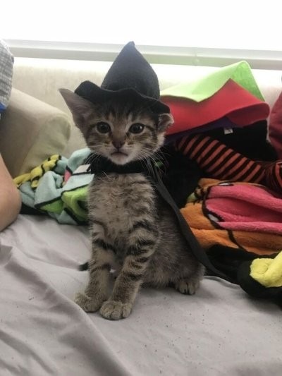 Spooky kitty - meme