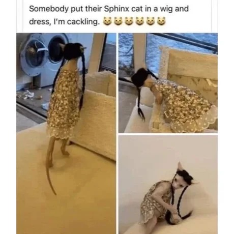 Cursed Sphinx cat - meme