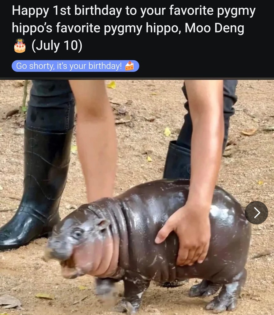 Happy 1st birthday to Moo Deng, hippo royalty - meme