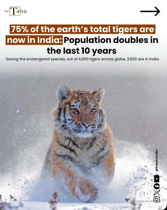 Tiger population doubles in India in the last 10 years - meme