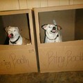 Good doggo VS bad doggo