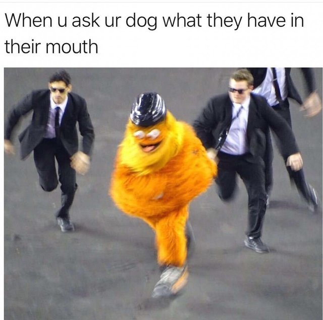 When you ask your dog what they have in their mouth - Meme by WhiteLies