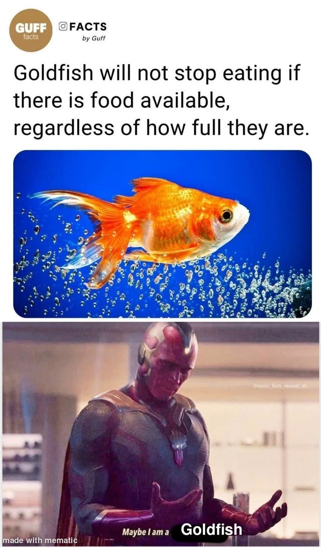 Goldfish mindset - meme