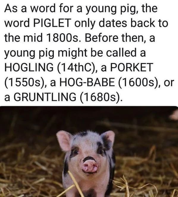 How about a pork chop - meme