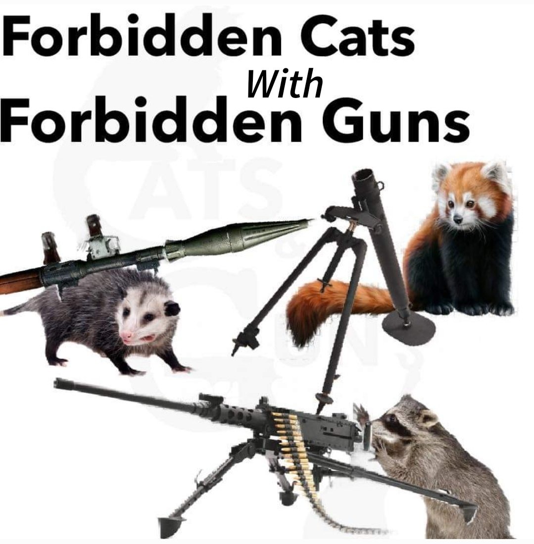 Should have put forbidden gats - meme