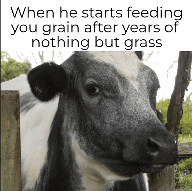 ﻿When he starts feeding you grain after years of nothing but grass