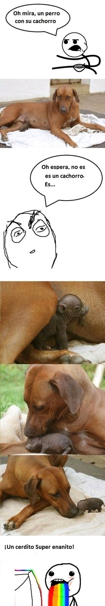 Un cerditoooooooo - meme