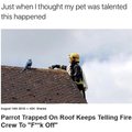 Parrot trapped on roof keeps telling fire crew to fuck off