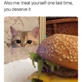 cat want cheeseburger