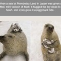 Overattached seal