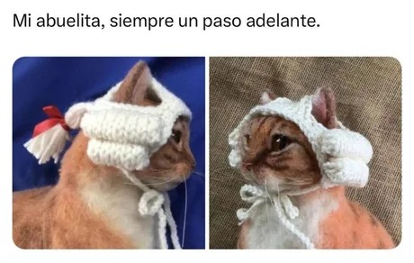 Gato del siglo xvii - meme