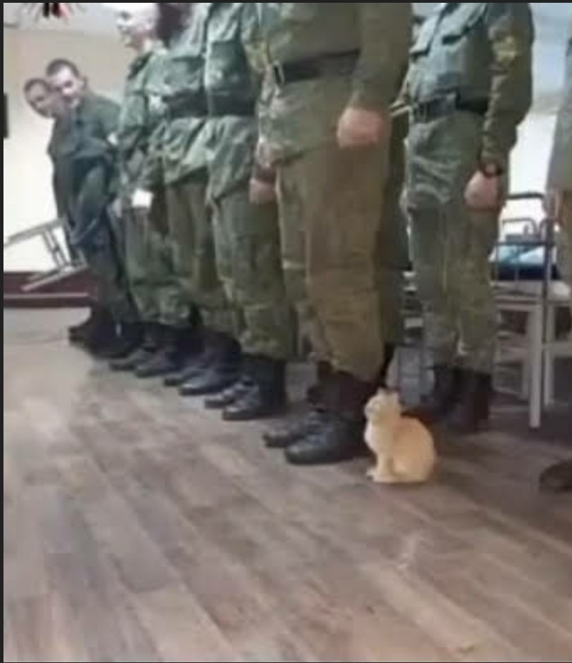 Gato militar  - meme