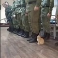 Gato militar 
