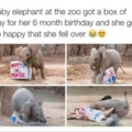 Happy birthday meme with a baby elephant