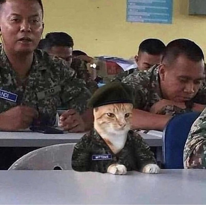 ARMY cat - meme