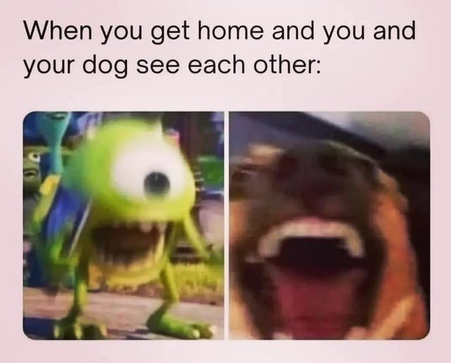 Me and my dog seeing each other after 3 hours apart - meme