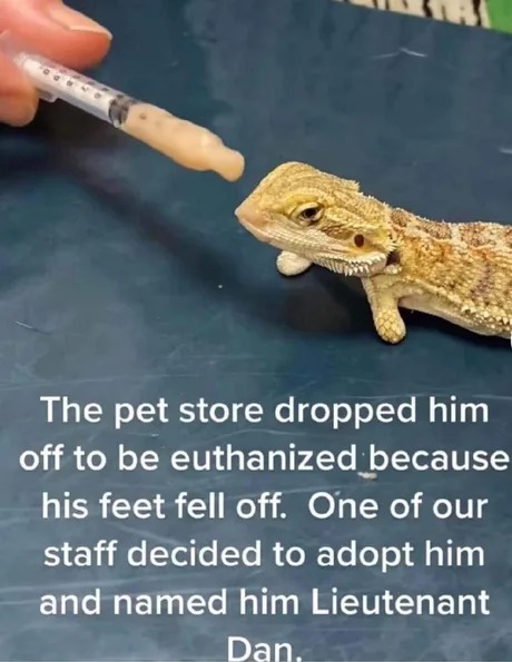 Gecko to be euthanized - meme