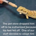 Gecko to be euthanized