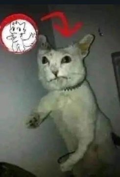 P - meme