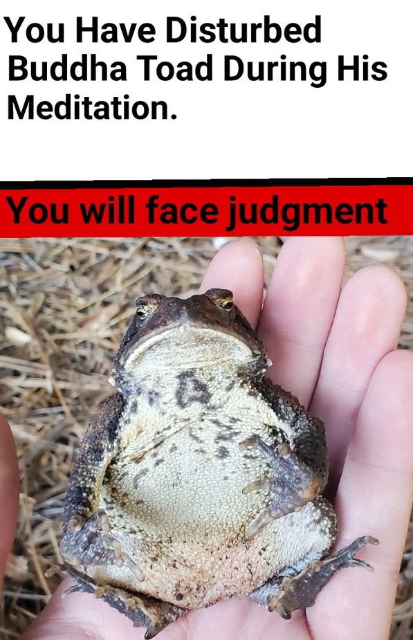 You have disturbed the master toad - meme