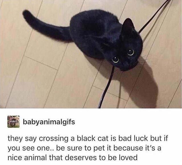 I miss my black cat - meme