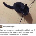 I miss my black cat