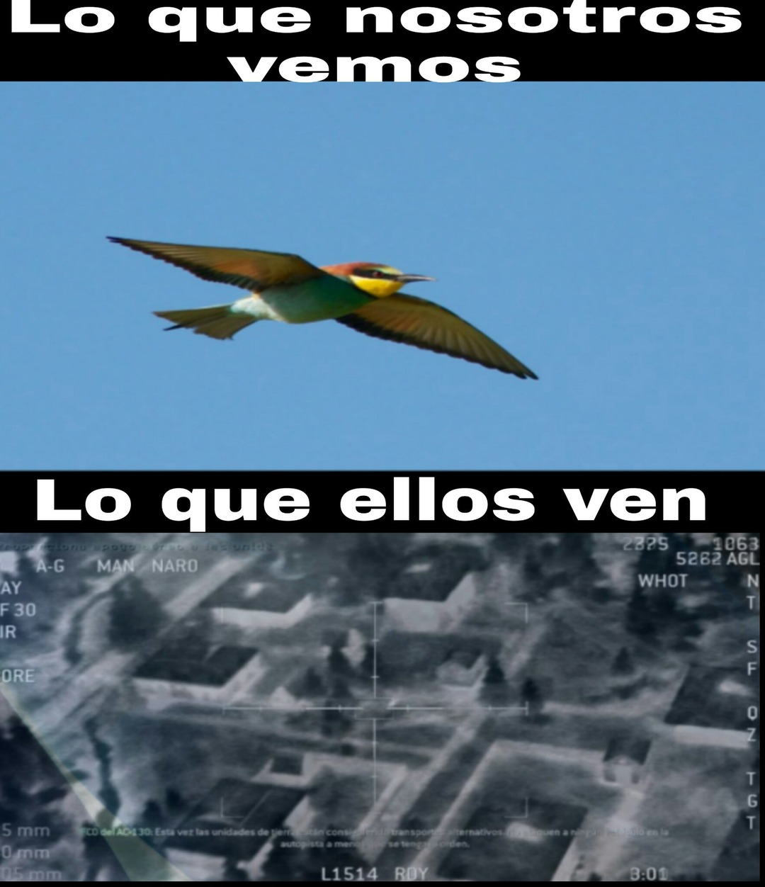 Pájaro de ataque aereo - meme