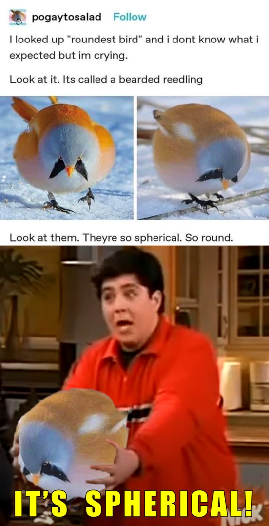 Spherical bird - meme