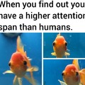 Fish attention