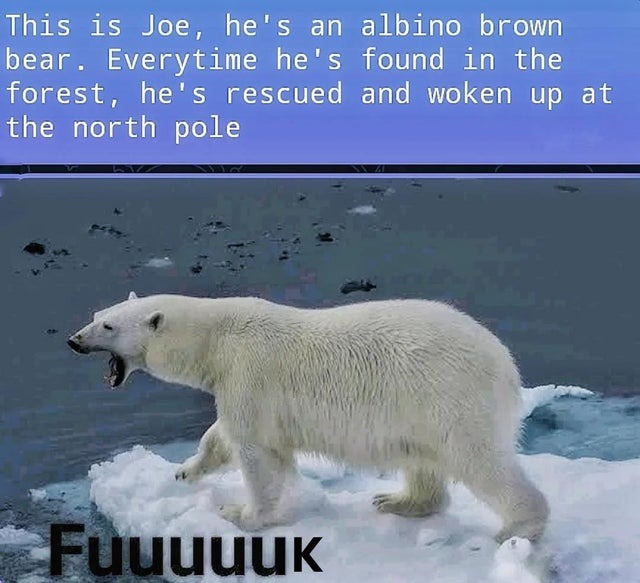 Tough life the one of this white brown bear - meme