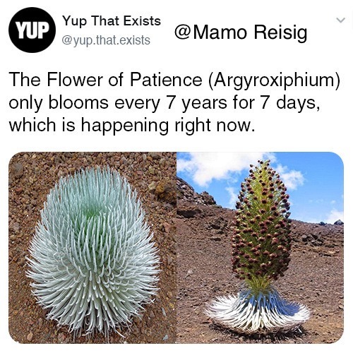 Flower Of Patience - meme