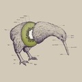 Anatomía de un kiwi