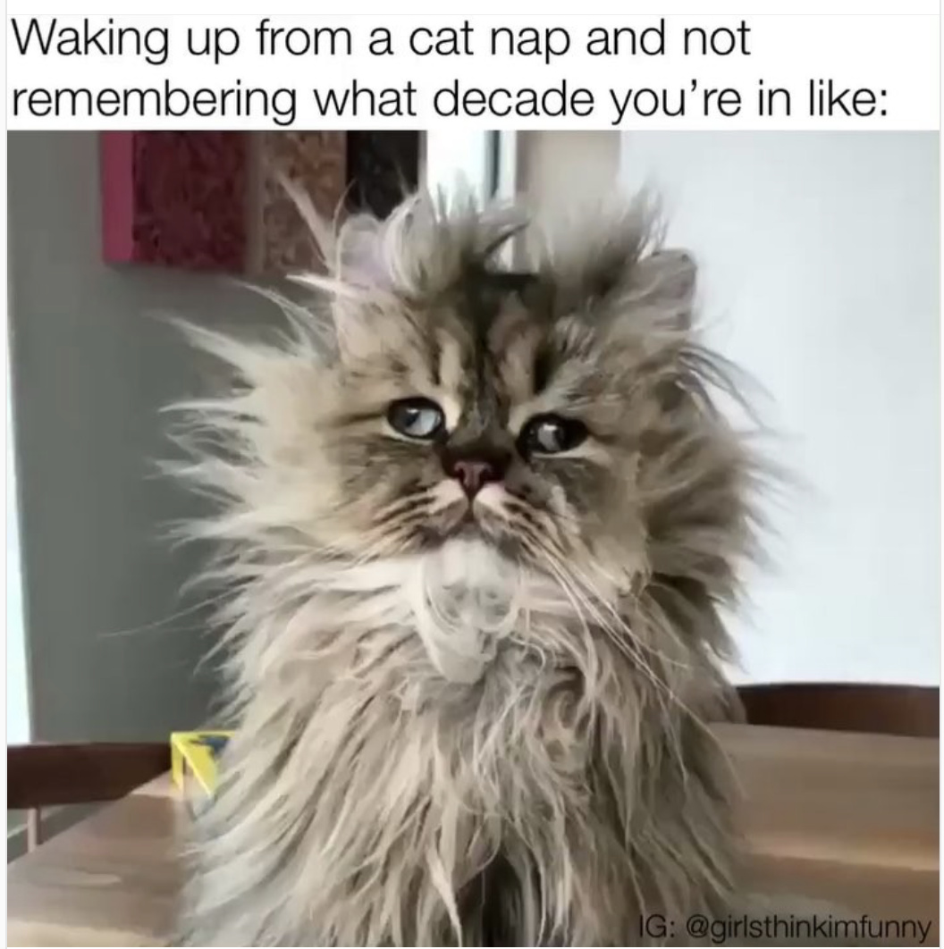 Cat Nap - meme