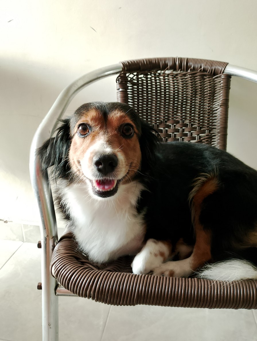 Mascota reveal es mi perro putos - meme