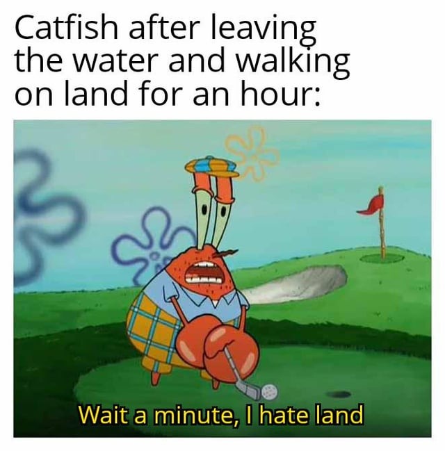 Catfish meme