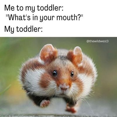 Run! - meme