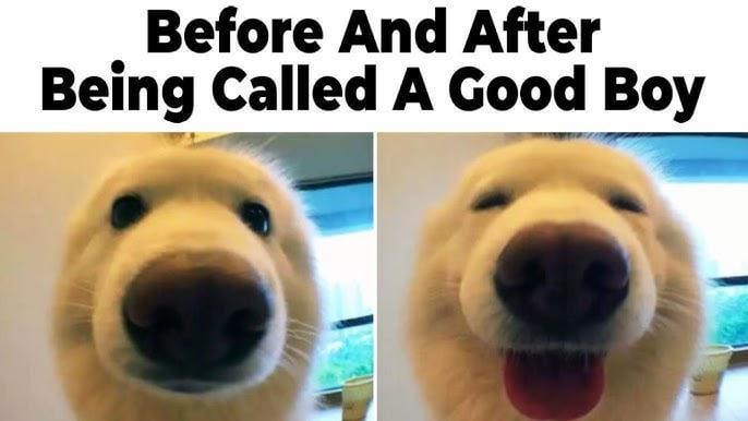 Just got called a good boy. Life complete - meme