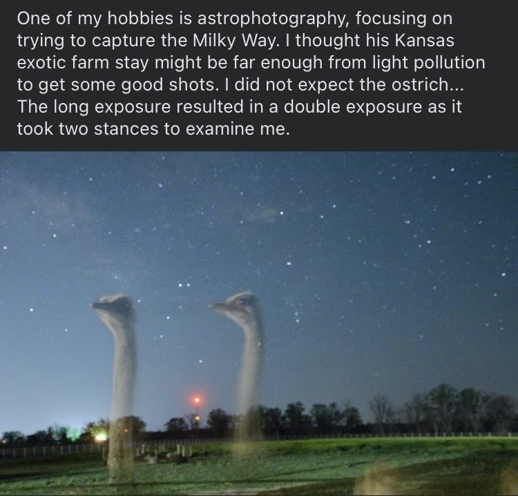 Tried astrophotography, got photobombed by an ostrich - meme