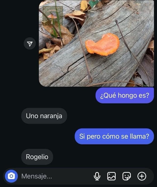 El hongo rogelio - meme