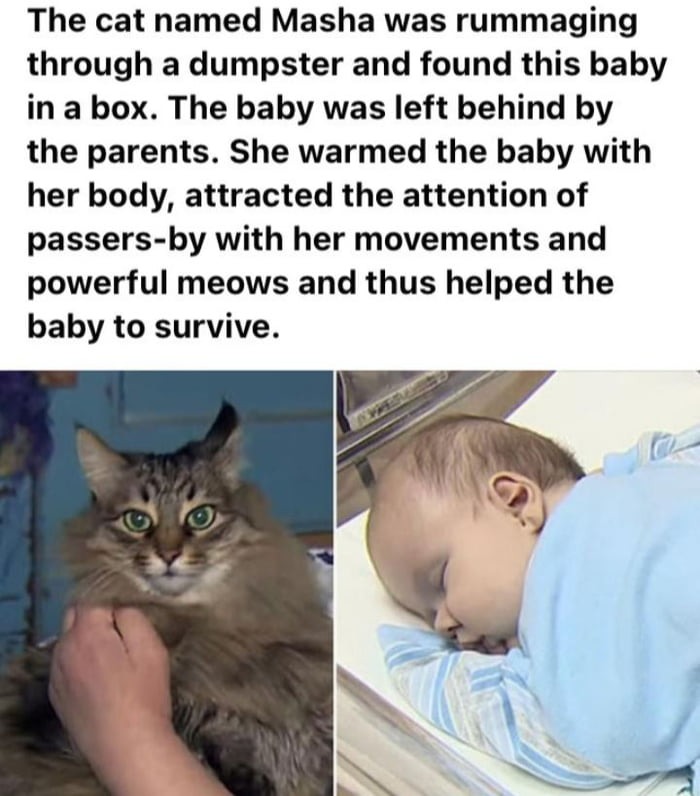 Cat saved baby thrown away in a trash can - meme