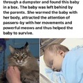 Cat saved baby thrown away in a trash can