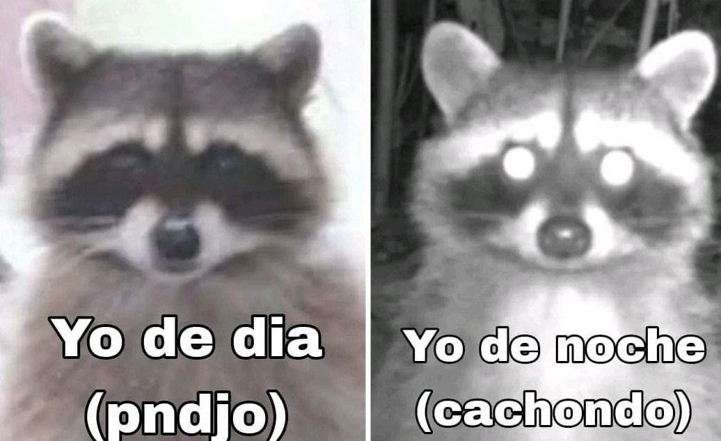 los mapaches van bien para plantillas de memes
