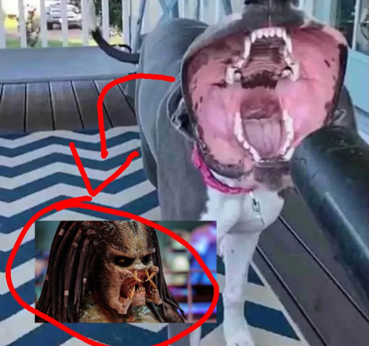 Fans de Predator cuando hay un depredador o algo así no solo he visto la primera película :yaoming: - meme