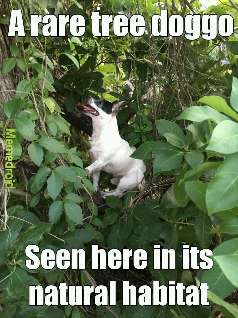 This dog chillin in a tree - meme