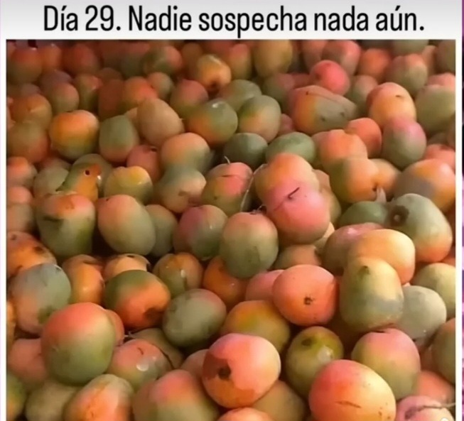 Infiltrado - meme