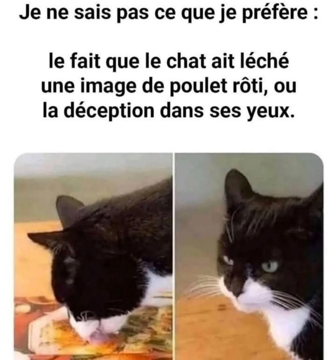 le chat qui lèche un poulet imprimé et réalise qu’il s’est fait ken - meme