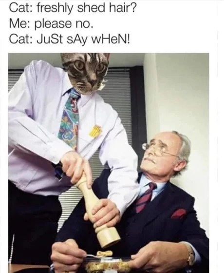 hilarious cats - meme