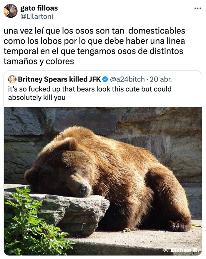 No conviertan a los osos en perror por favor - meme