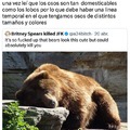 No conviertan a los osos en perror por favor